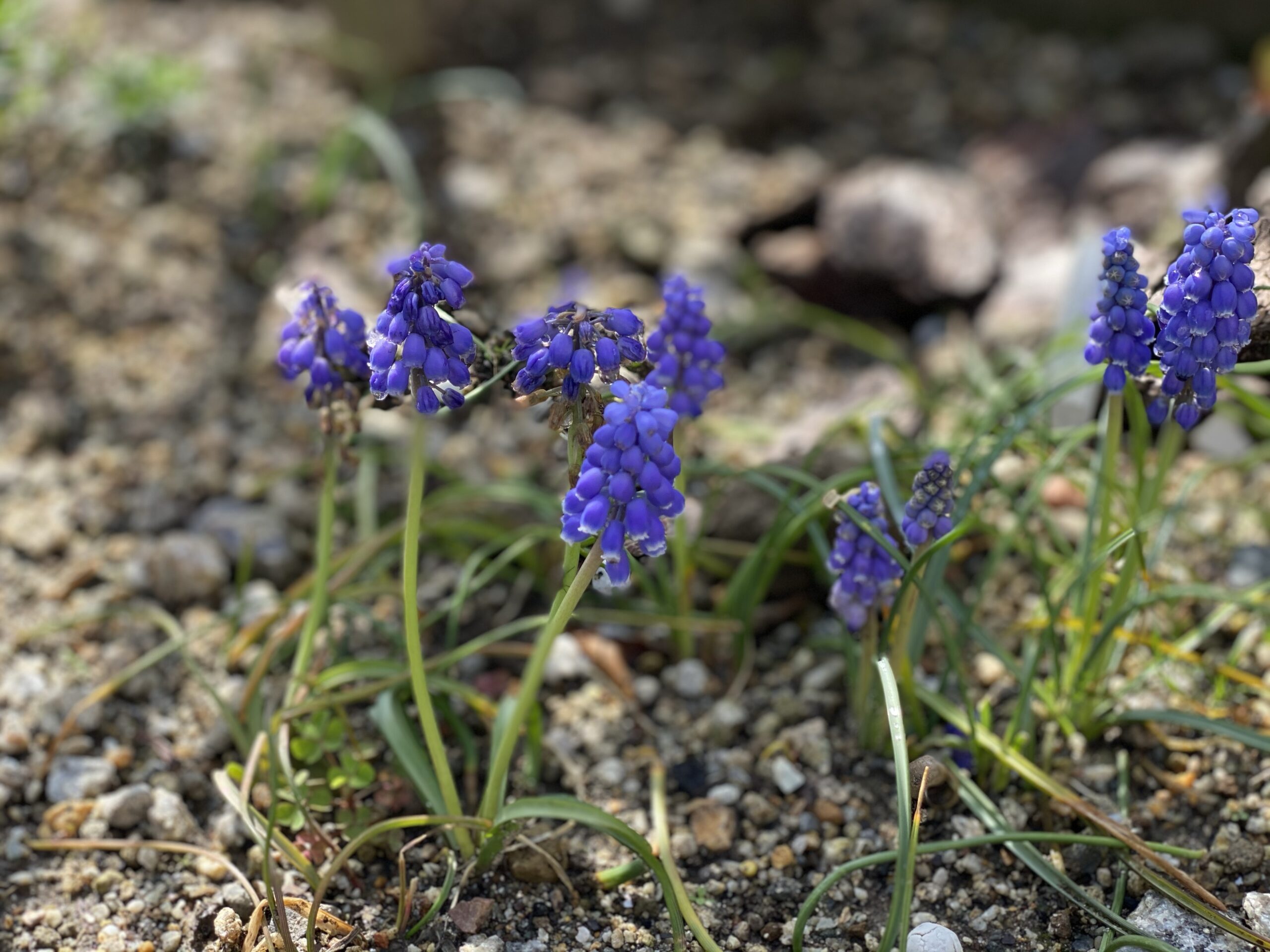 ムスカリの花