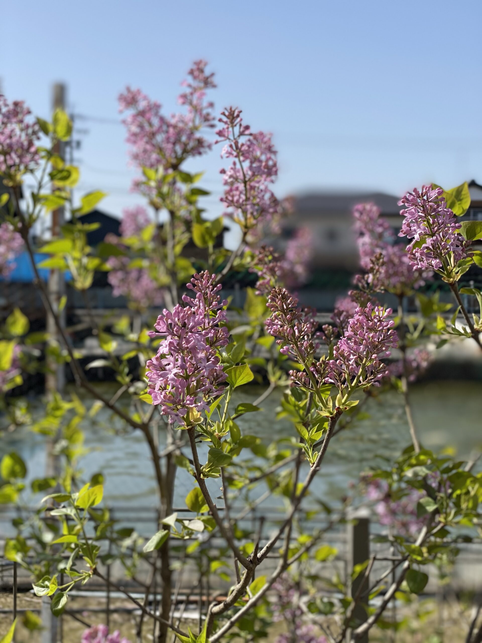 ライラックの花