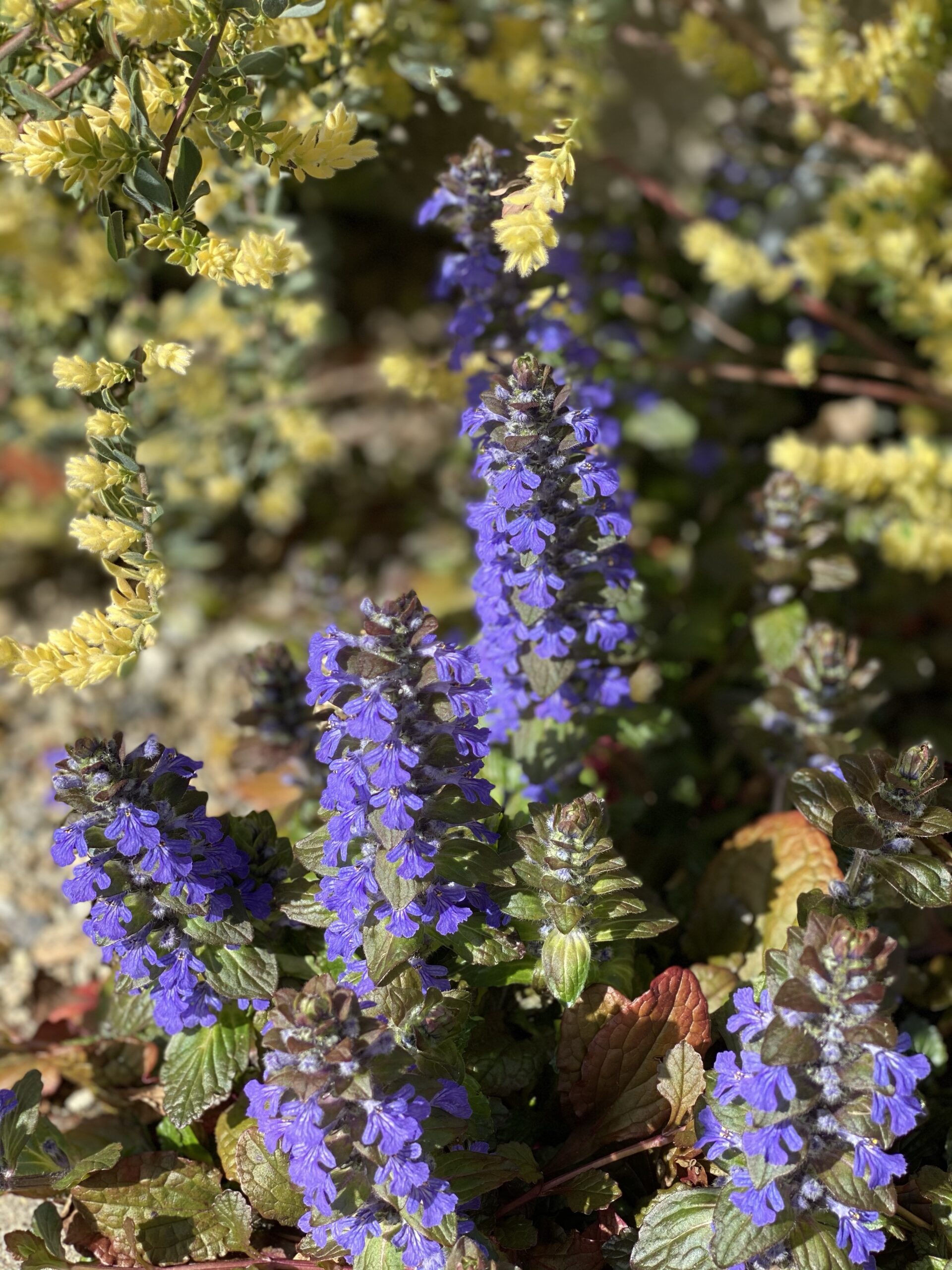 アジュガの花