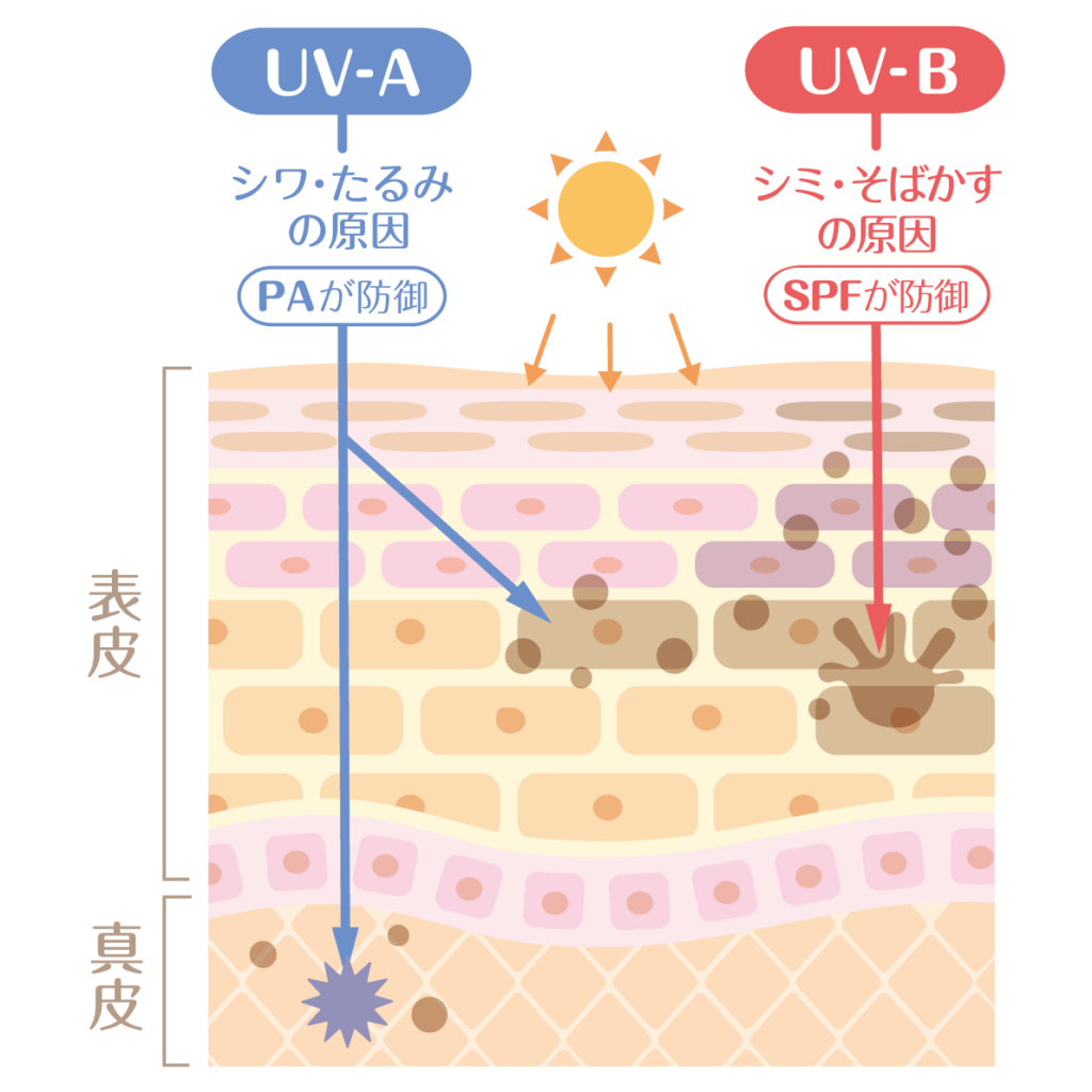 紫外線による肌への影響