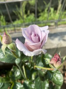 ブルーバユー